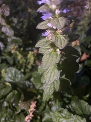 Lamiaceae
