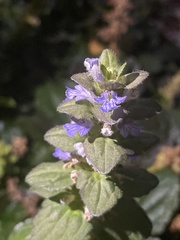 Lamiaceae