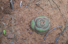 Crassula hemisphaerica