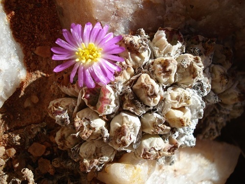 Ophthalmophyllum triebneri Schwantes ex H.Jacobsen