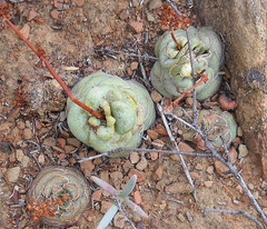 Crassula hemisphaerica