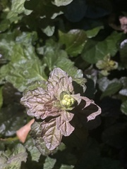 Lamiaceae