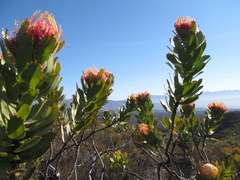 Leucospermum pluridens