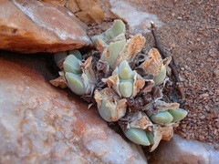 Conophytum bilobum
