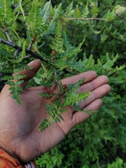 Bursera bipinnata