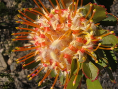 Leucospermum pluridens