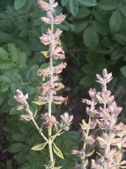 Salvia yangii