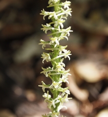 Platanthera transversa