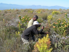 Leucospermum pluridens
