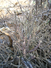 Crassula muscosa muscosa