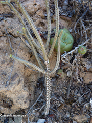 Crassula muscosa muscosa
