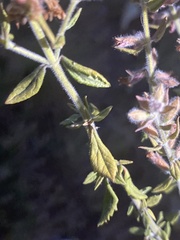 Salvia yangii