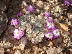 Conophytum ectypum