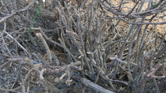 Crassula muscosa muscosa