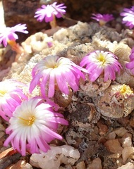 Conophytum ectypum