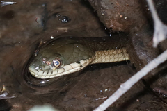 Thamnophis melanogaster canescens
