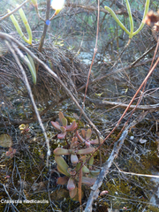 Crassula pubescens