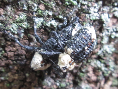 Eucryptorrhynchus brandti