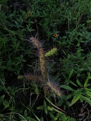 Opuntia pubescens