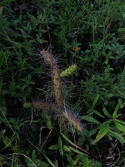 Opuntia pubescens
