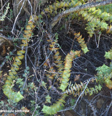 Crassula perforata perforata