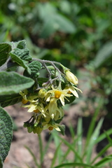 Solanum bulbocastanum
