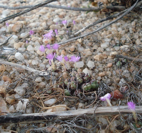Conophytum violaciflorum