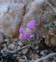Conophytum violaciflorum