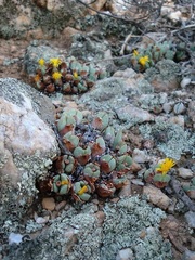 Conophytum bilobum