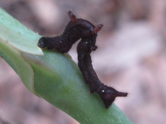 Lophoruza pulcherrima