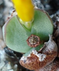 Conophytum bilobum