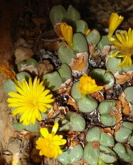 Conophytum bilobum