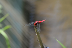 Crocothemis servilia mariannae