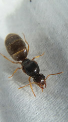 Lasius brevicornis