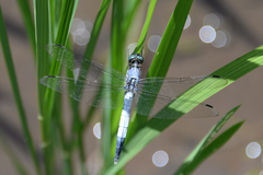 Orthetrum albistylum