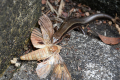 Plestiodon finitimus