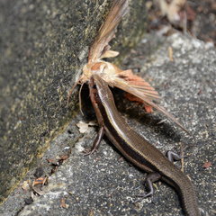 Plestiodon finitimus