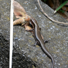 Plestiodon finitimus