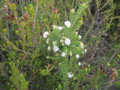 Agathosma planifolia