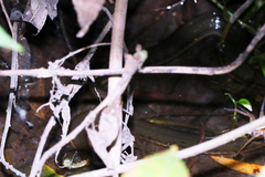 Thamnophis melanogaster canescens