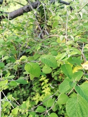 Aloysia macrostachya