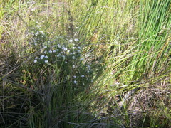 Agathosma planifolia