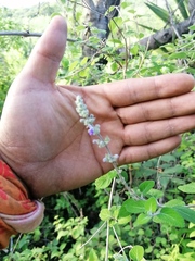 Aloysia macrostachya
