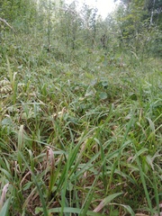 Brachypodium pinnatum