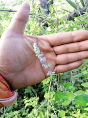 Aloysia macrostachya