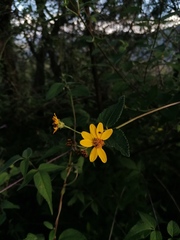 Hymenostephium cordatum