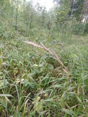 Brachypodium pinnatum