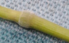Brachypodium pinnatum