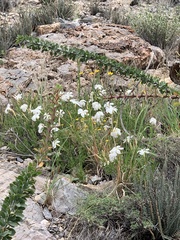 Mandevilla brachysiphon