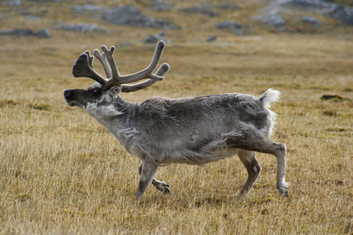 Caribou